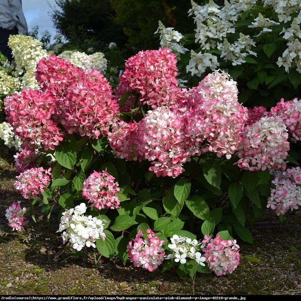 Hortensja bukietowa Pink Diamond - Hydrangea paniculata  Pink Diamond 