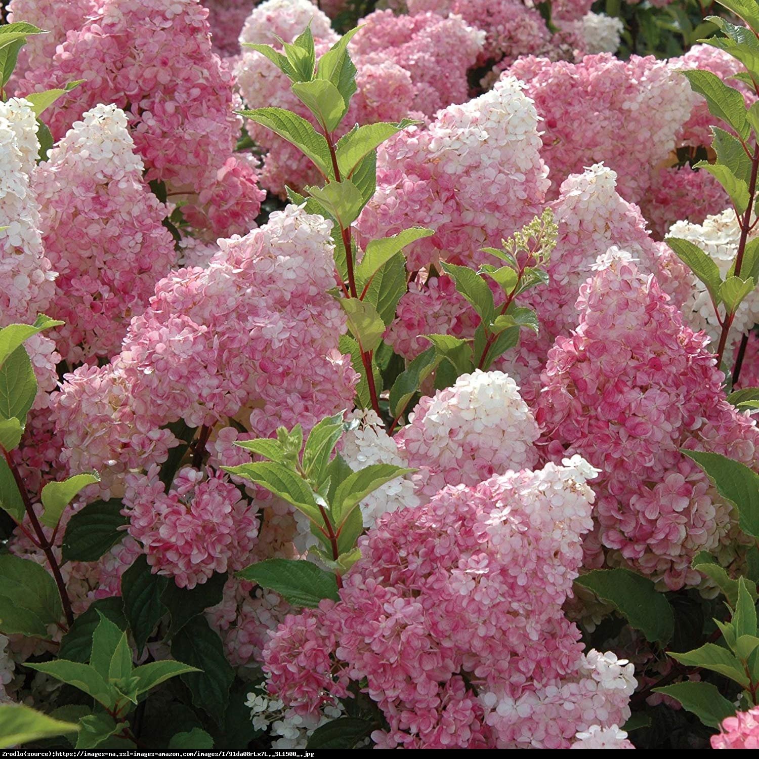 Hortensja bukietowa Pink Diamond - Hydrangea paniculata  Pink Diamond 