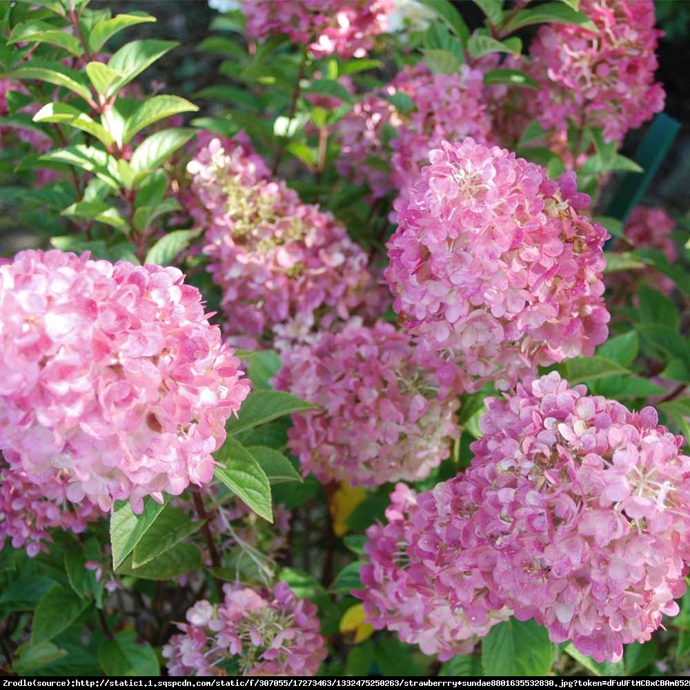 Hortensja bukietowa Pink Lady  - Hydrangea paniculata  Pink Lady ﻿