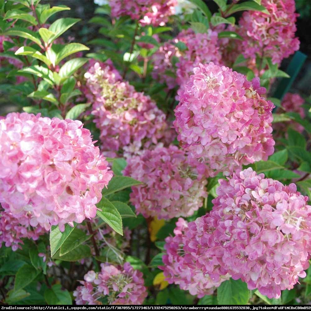 Hortensja bukietowa Pink Lady  - Hydrangea paniculata  Pink Lady ﻿