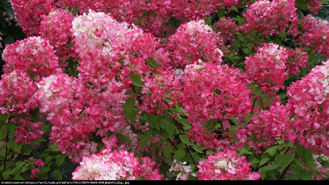 Hortensja bukietowa Pink Lady  - Hydrangea paniculata  Pink Lady ﻿