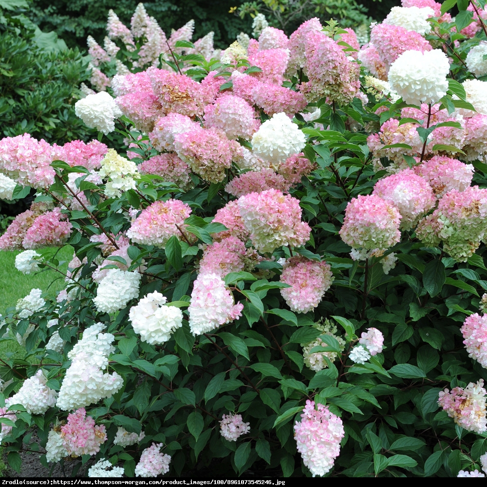 Hortensja bukietowa Pink Lady  - Hydrangea paniculata  Pink Lady ﻿