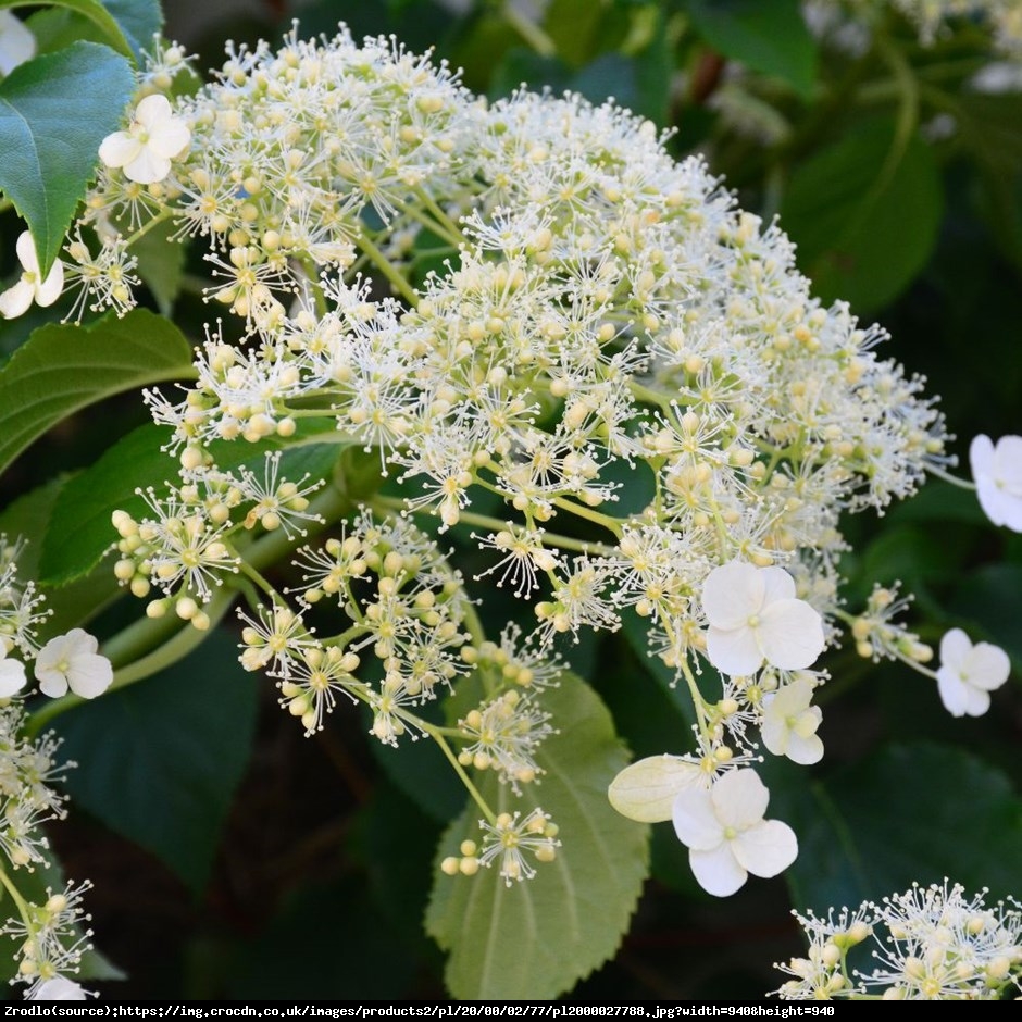 Hortensja pnąca - Hydrangea anomala subsp. petiolaris 