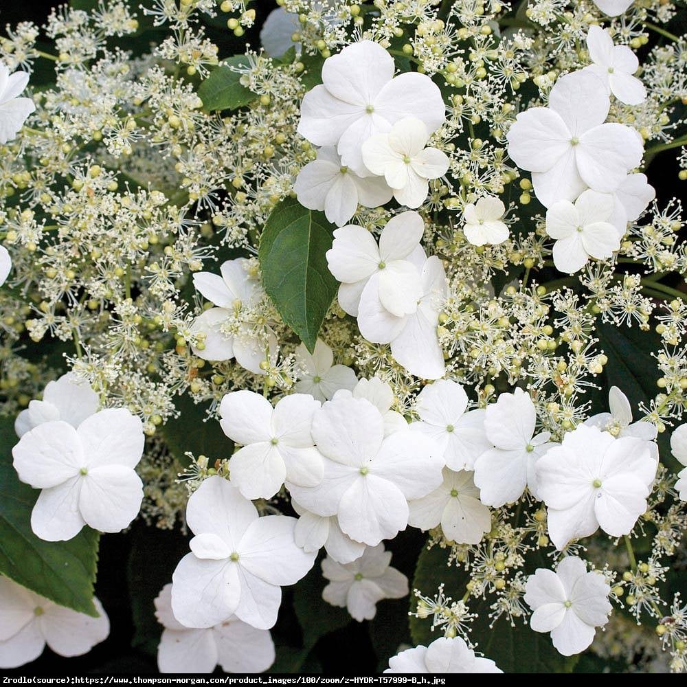 Hortensja pnąca - Hydrangea anomala subsp. petiolaris 