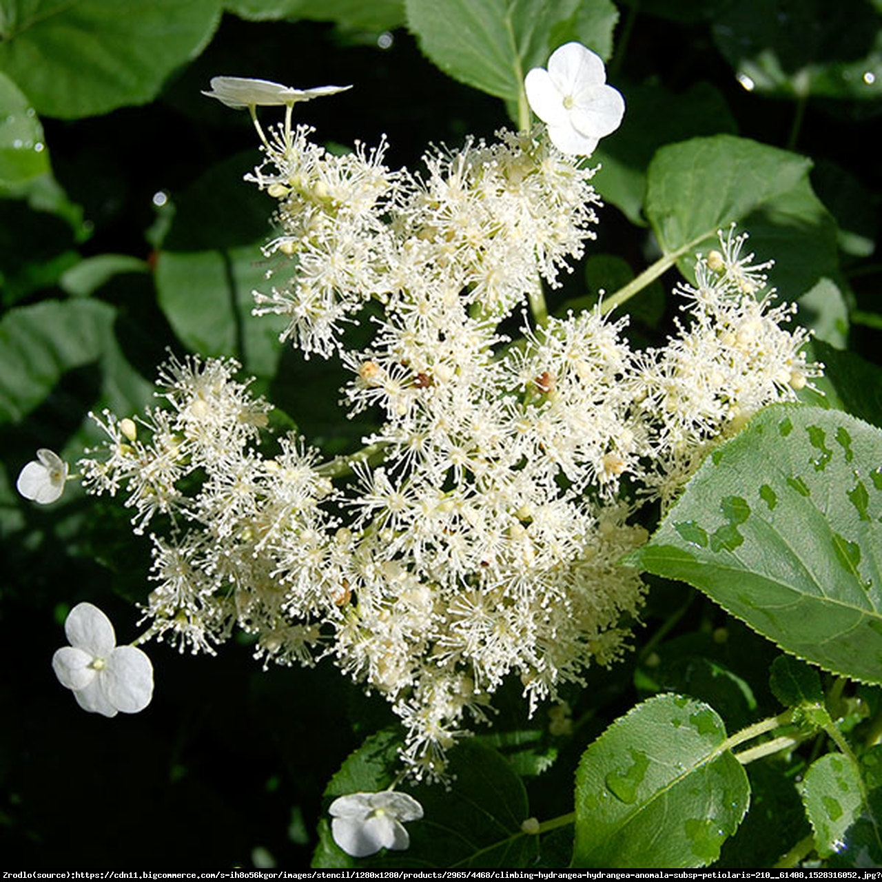 Hortensja pnąca - Hydrangea anomala subsp. petiolaris 