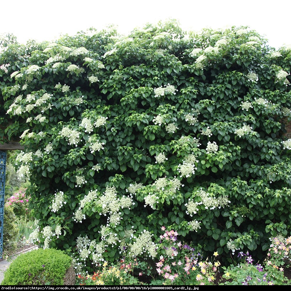 Hortensja pnąca - Hydrangea anomala subsp. petiolaris 