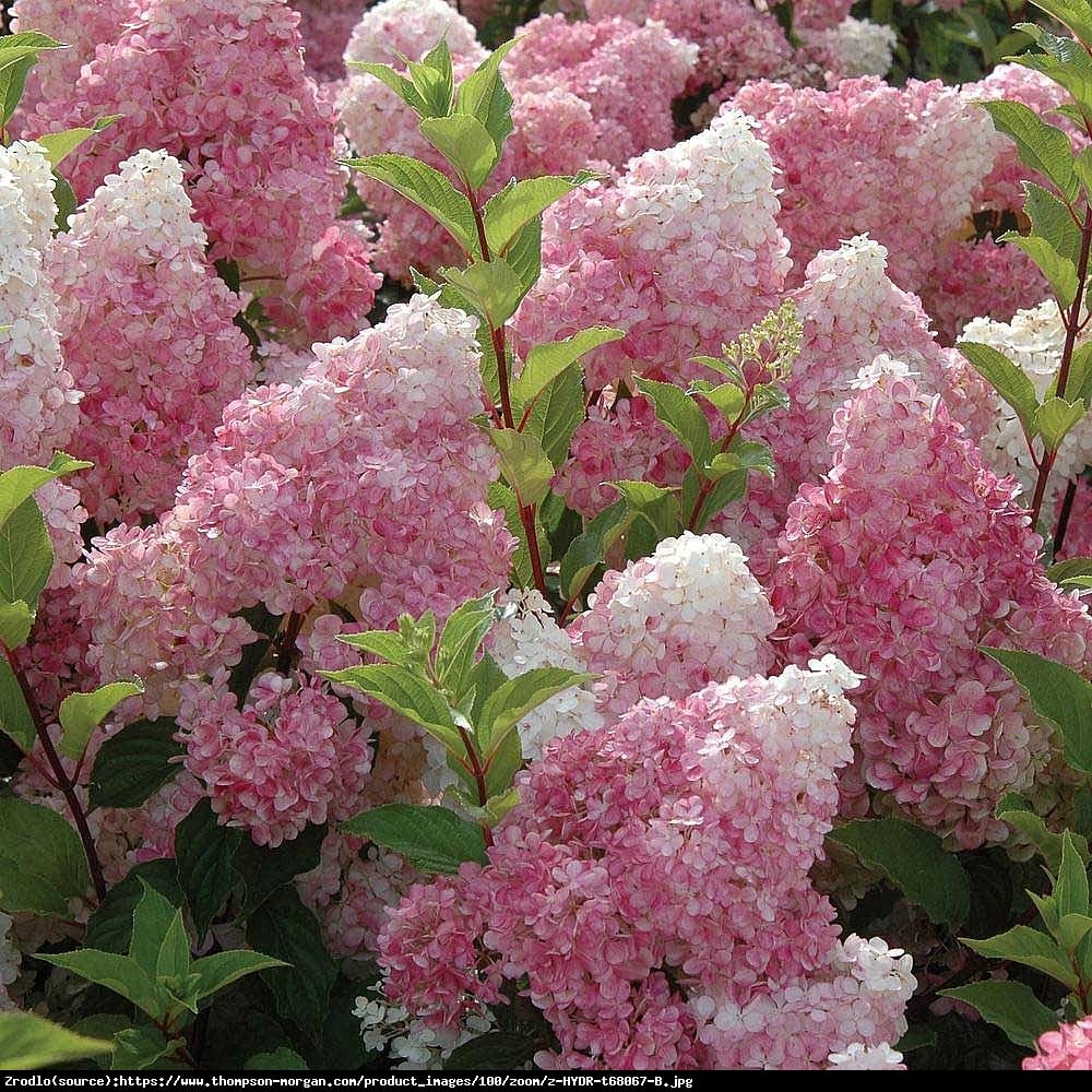 Hortensja bukietowa Vanille Fraise - Hydrangea paniculata  Vanille Fraise 