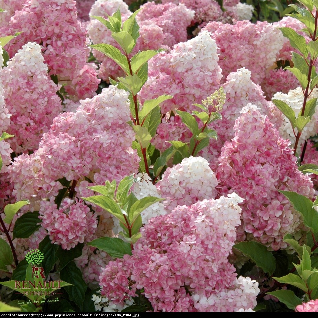 Hortensja bukietowa Vanille Fraise - Hydrangea paniculata  Vanille Fraise 