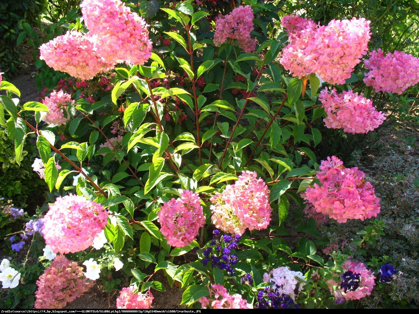 Hortensja bukietowa Vanille Fraise - Hydrangea paniculata  Vanille Fraise 