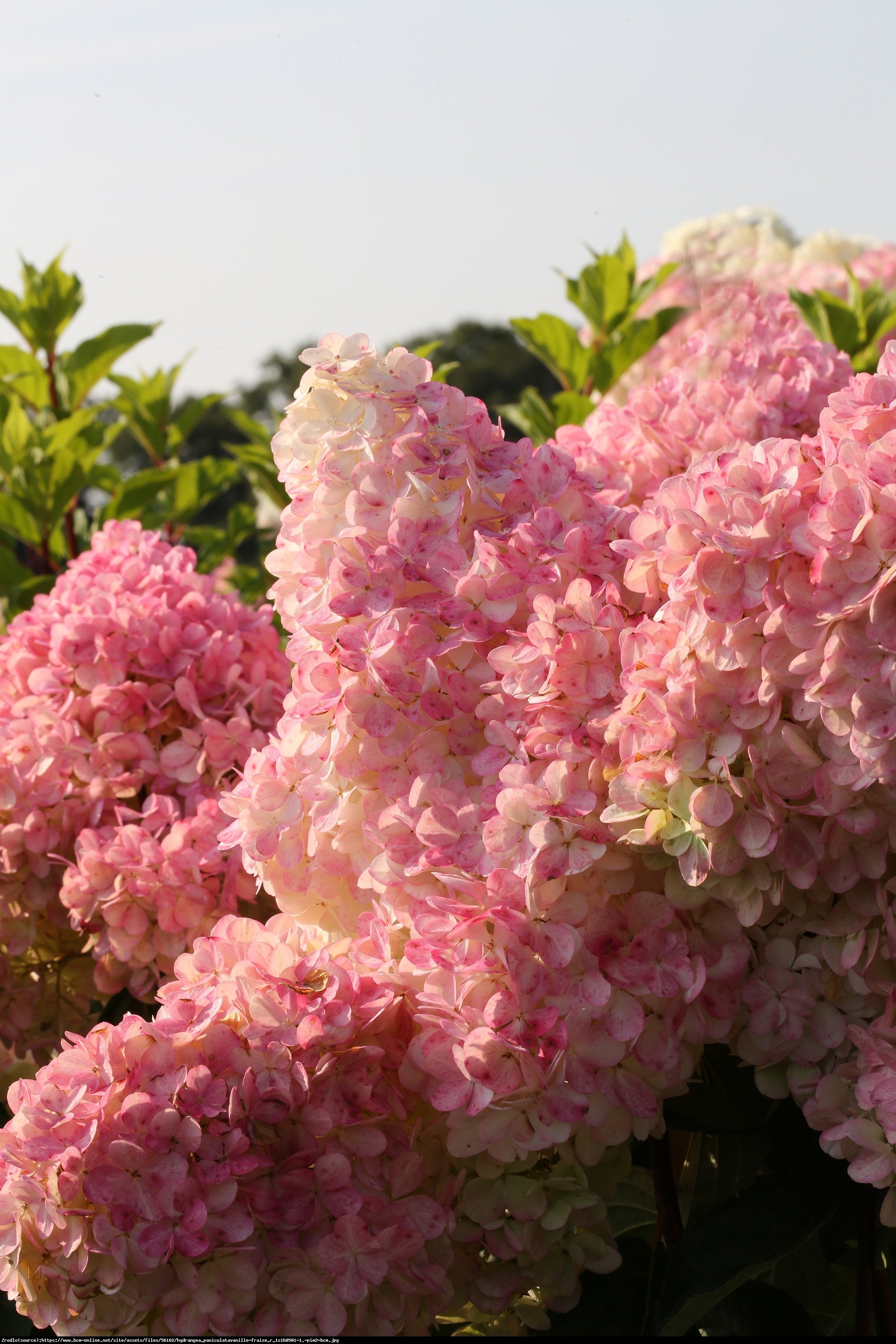 Hortensja bukietowa Vanille Fraise - Hydrangea paniculata  Vanille Fraise 