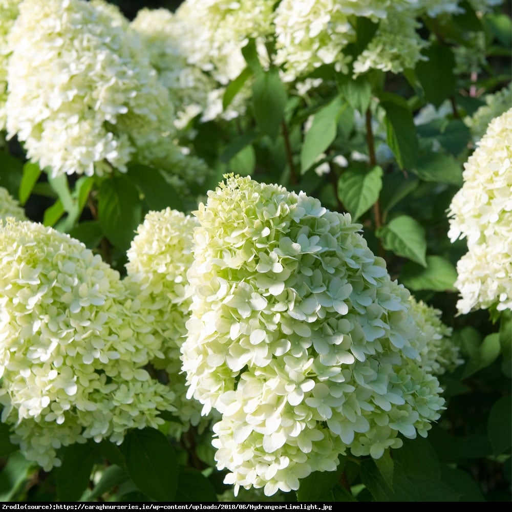 Hortensja bukietowa Limelight - Hydrangea paniculata  Limelight 