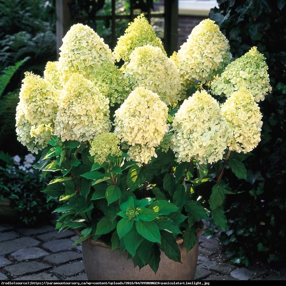 Hortensja bukietowa Limelight - Hydrangea paniculata  Limelight 