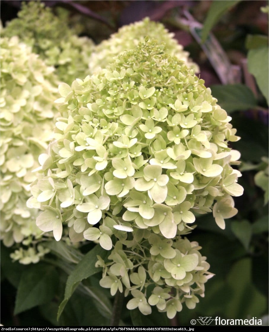 Hortensja bukietowa Limelight - Hydrangea paniculata  Limelight 