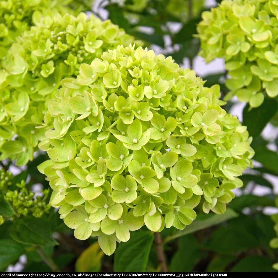 Hortensja bukietowa Limelight - Hydrangea paniculata  Limelight 