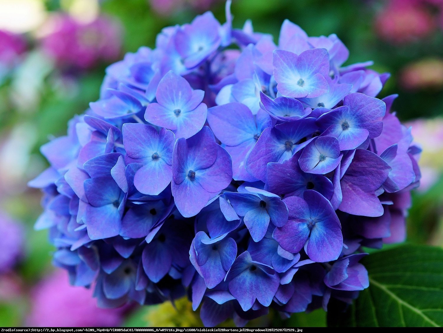 Hortensja ogrodowa niebieska - Hydrangea macrophylla niebieska