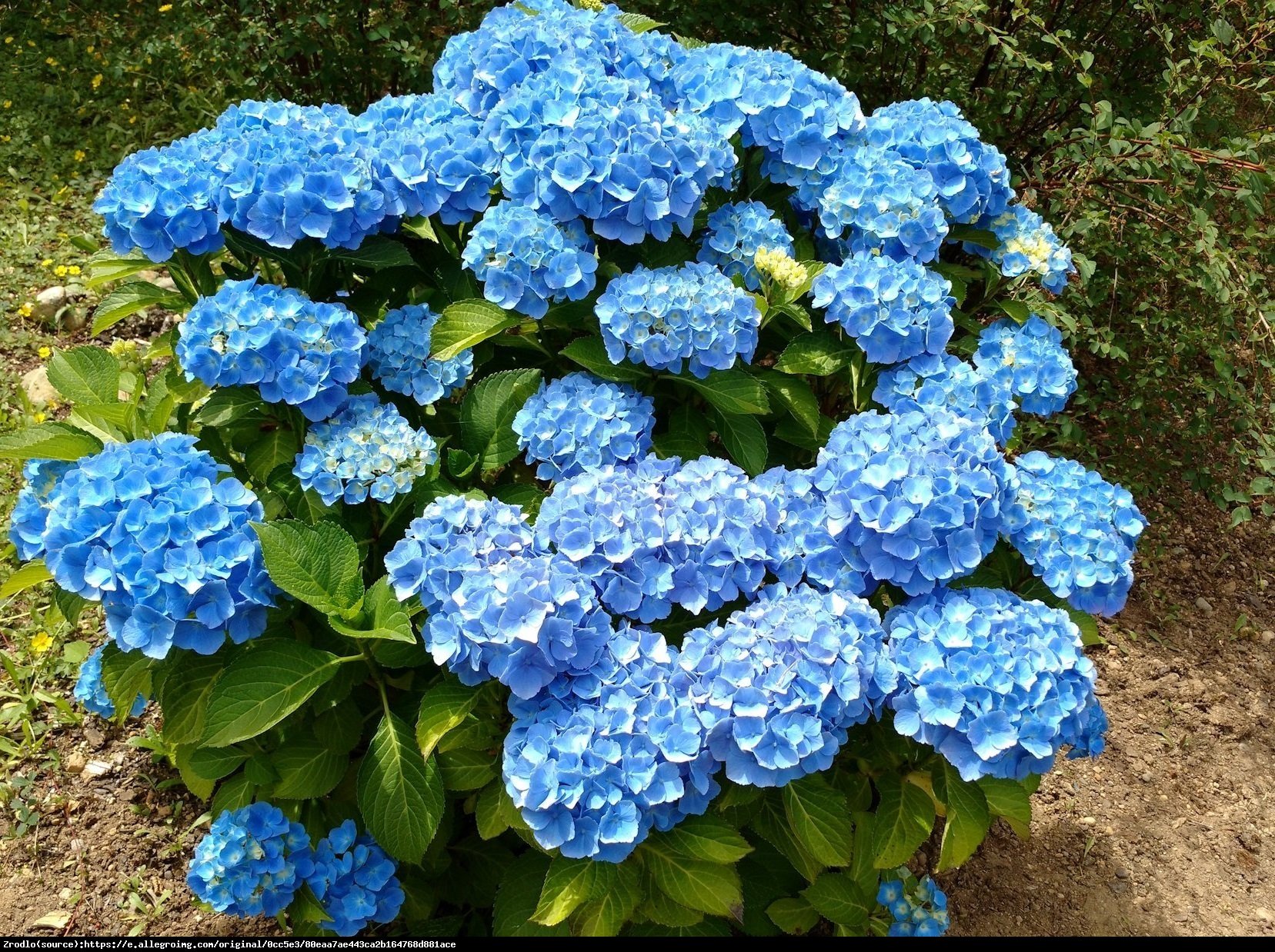 Hortensja ogrodowa niebieska - Hydrangea macrophylla niebieska