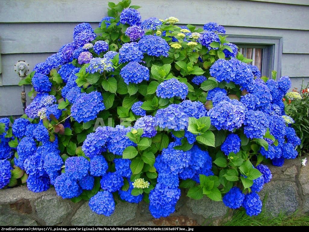 Hortensja ogrodowa niebieska - Hydrangea macrophylla niebieska