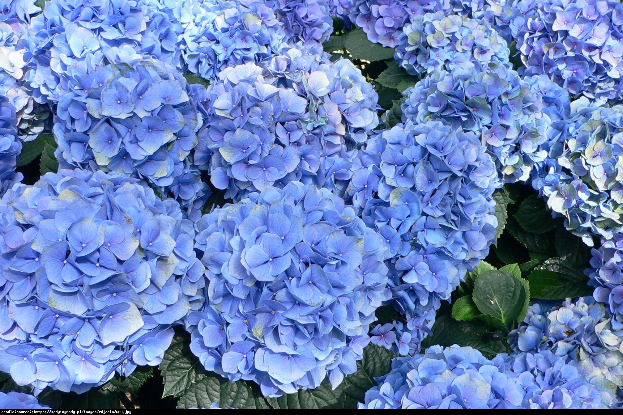 Hortensja ogrodowa niebieska - Hydrangea macrophylla niebieska