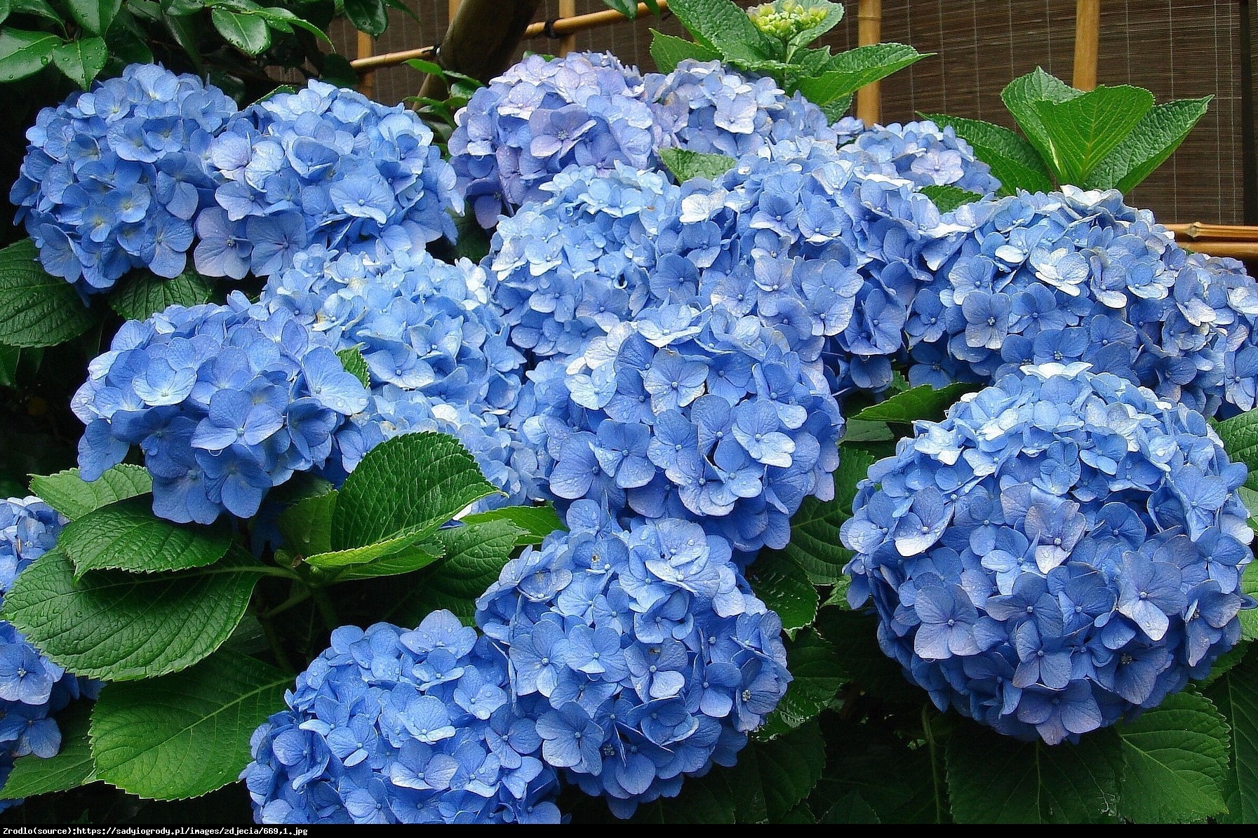 Hortensja ogrodowa niebieska - Hydrangea macrophylla niebieska