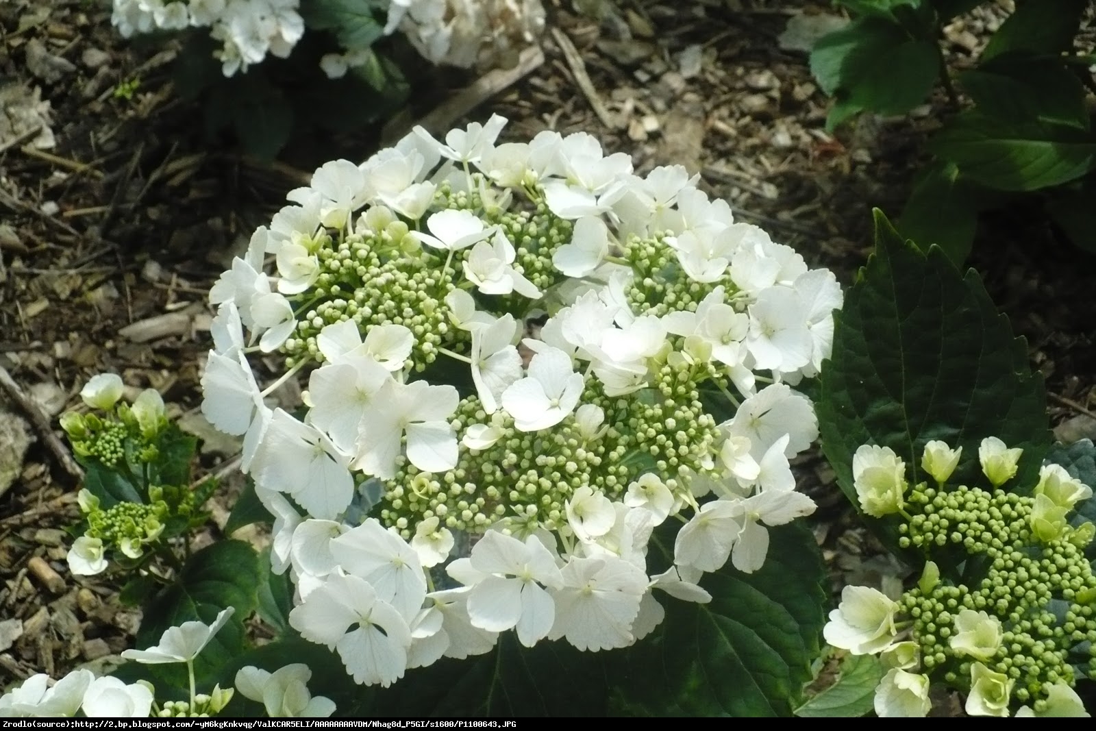 Hortensja ogrodowa biała - Hydrangea macrophylla biała