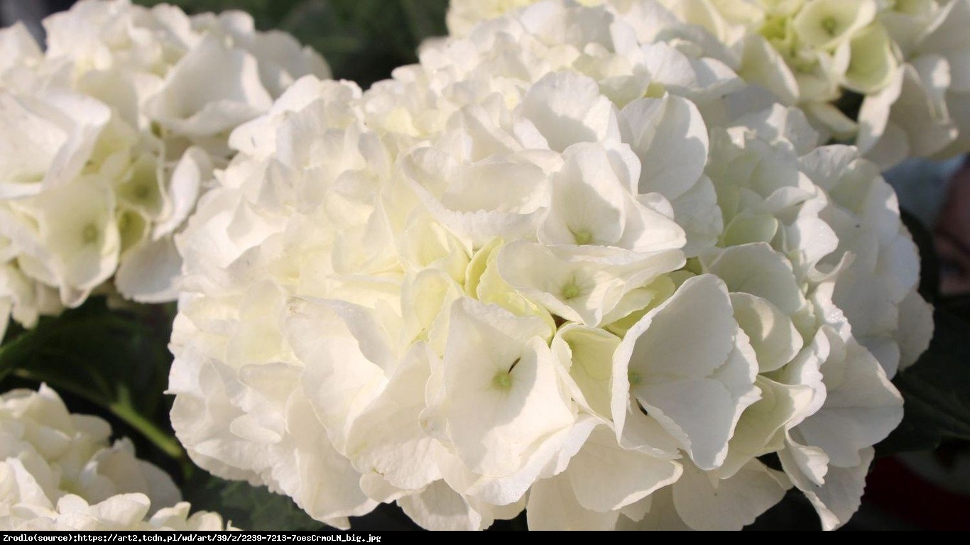 Hortensja ogrodowa biała - Hydrangea macrophylla biała