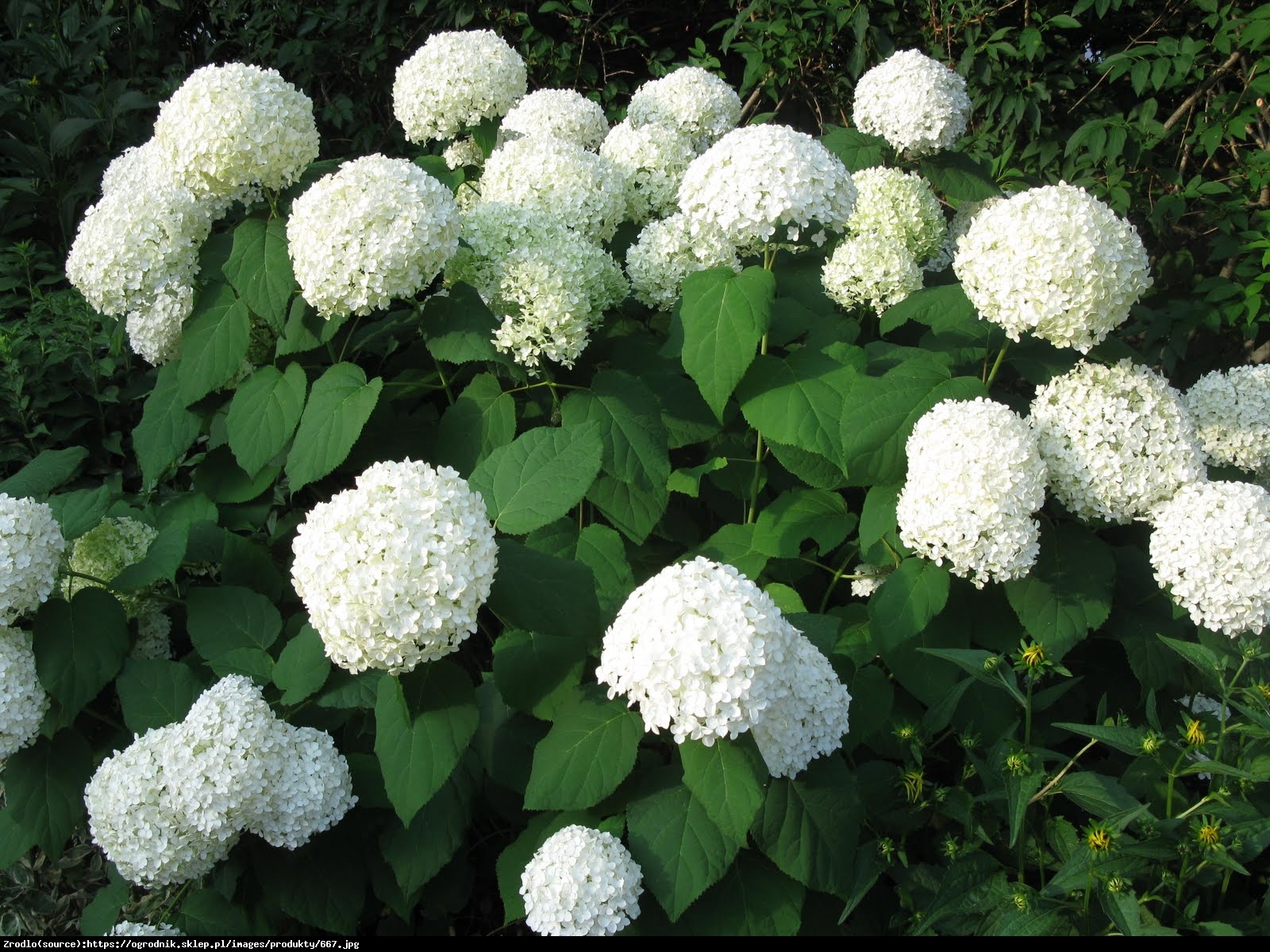 Hortensja ogrodowa biała - Hydrangea macrophylla biała