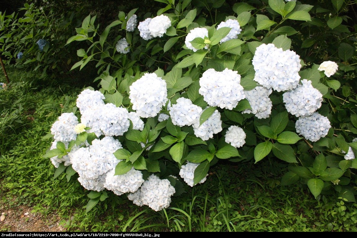 Hortensja ogrodowa biała - Hydrangea macrophylla biała