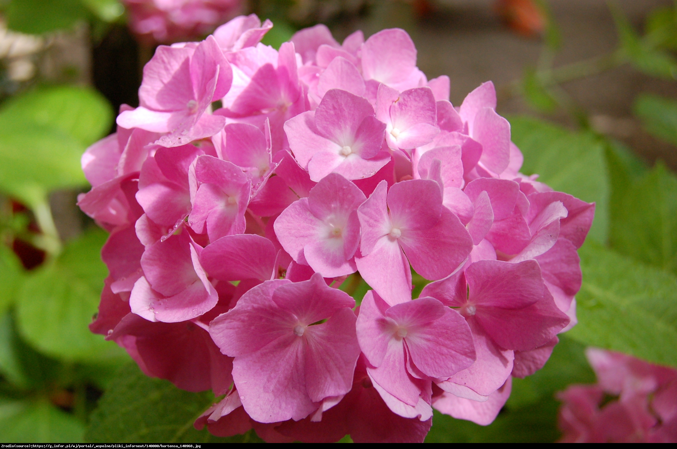 Hortensja ogrodowa różowa - Hydrangea macrophylla 