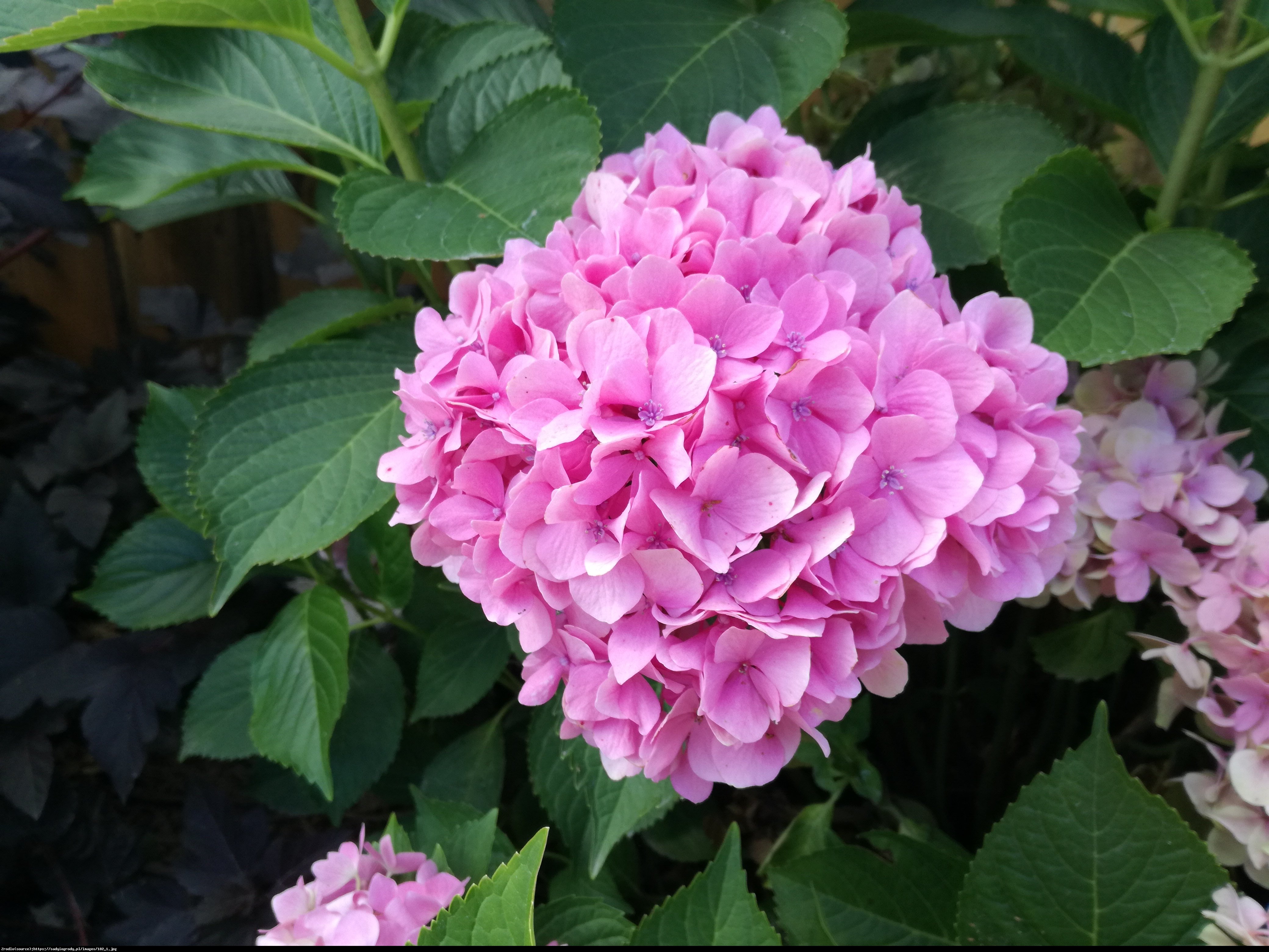 Hortensja ogrodowa różowa - Hydrangea macrophylla 