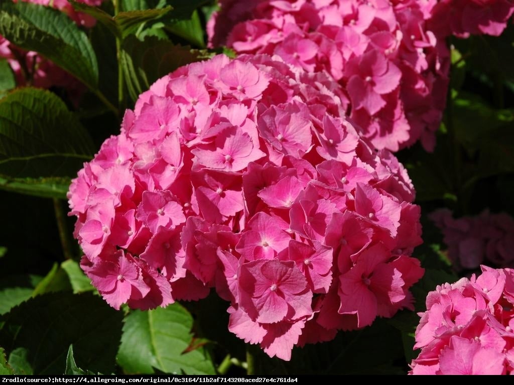 Hortensja ogrodowa różowa - Hydrangea macrophylla 