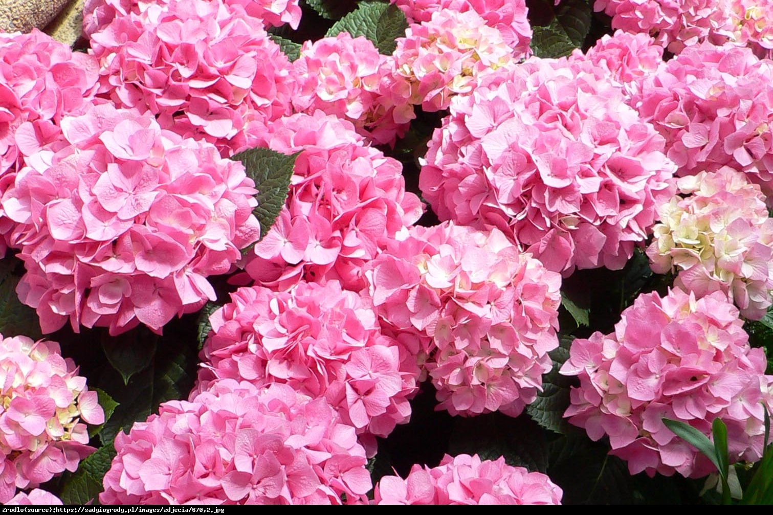 Hortensja ogrodowa różowa - Hydrangea macrophylla 