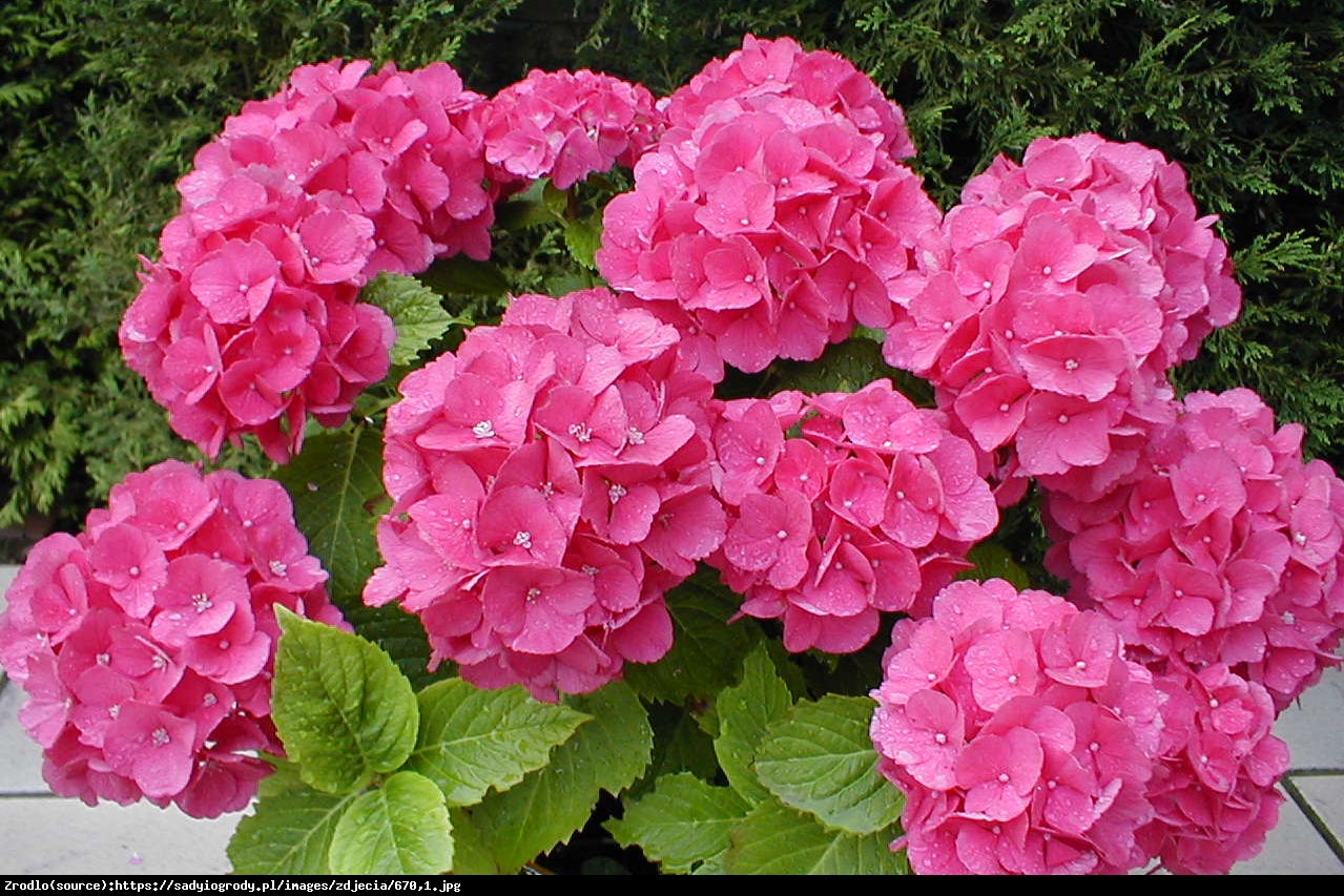 Hortensja ogrodowa różowa - Hydrangea macrophylla 