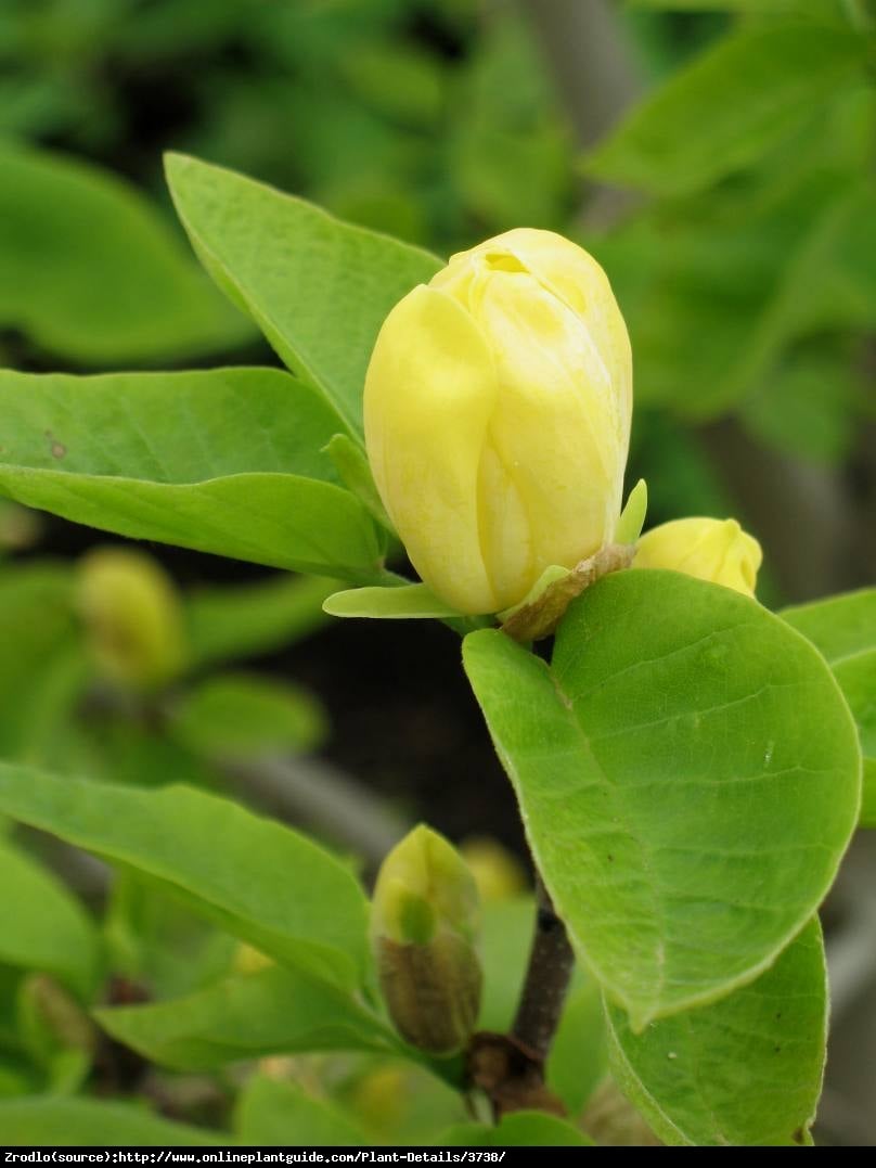 Magnolia drzewiasta - drzewo ogórkowe - Magnolia acuminata