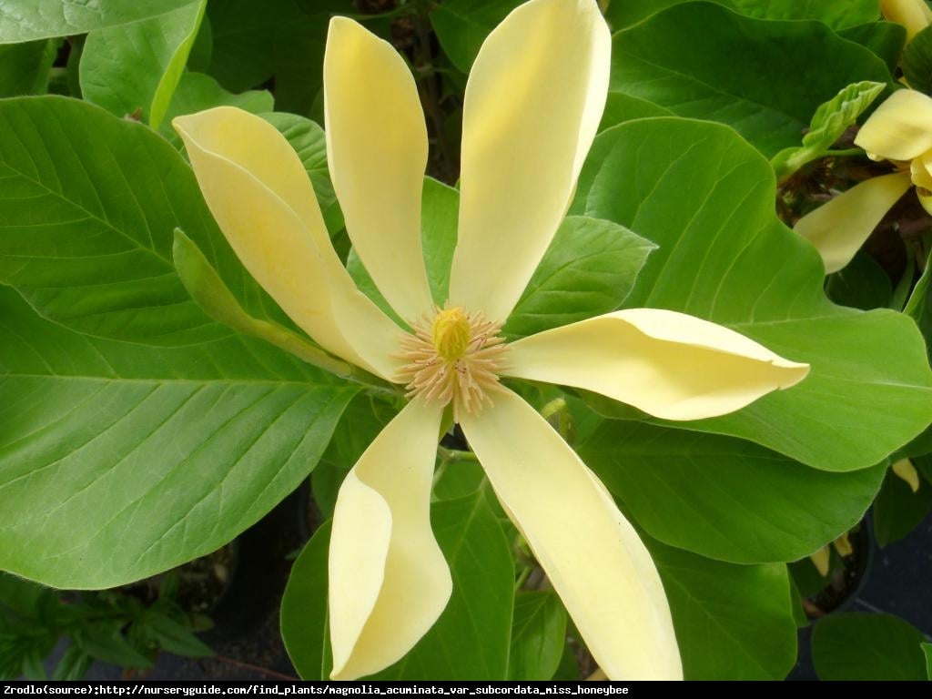 Magnolia drzewiasta - drzewo ogórkowe - Magnolia acuminata