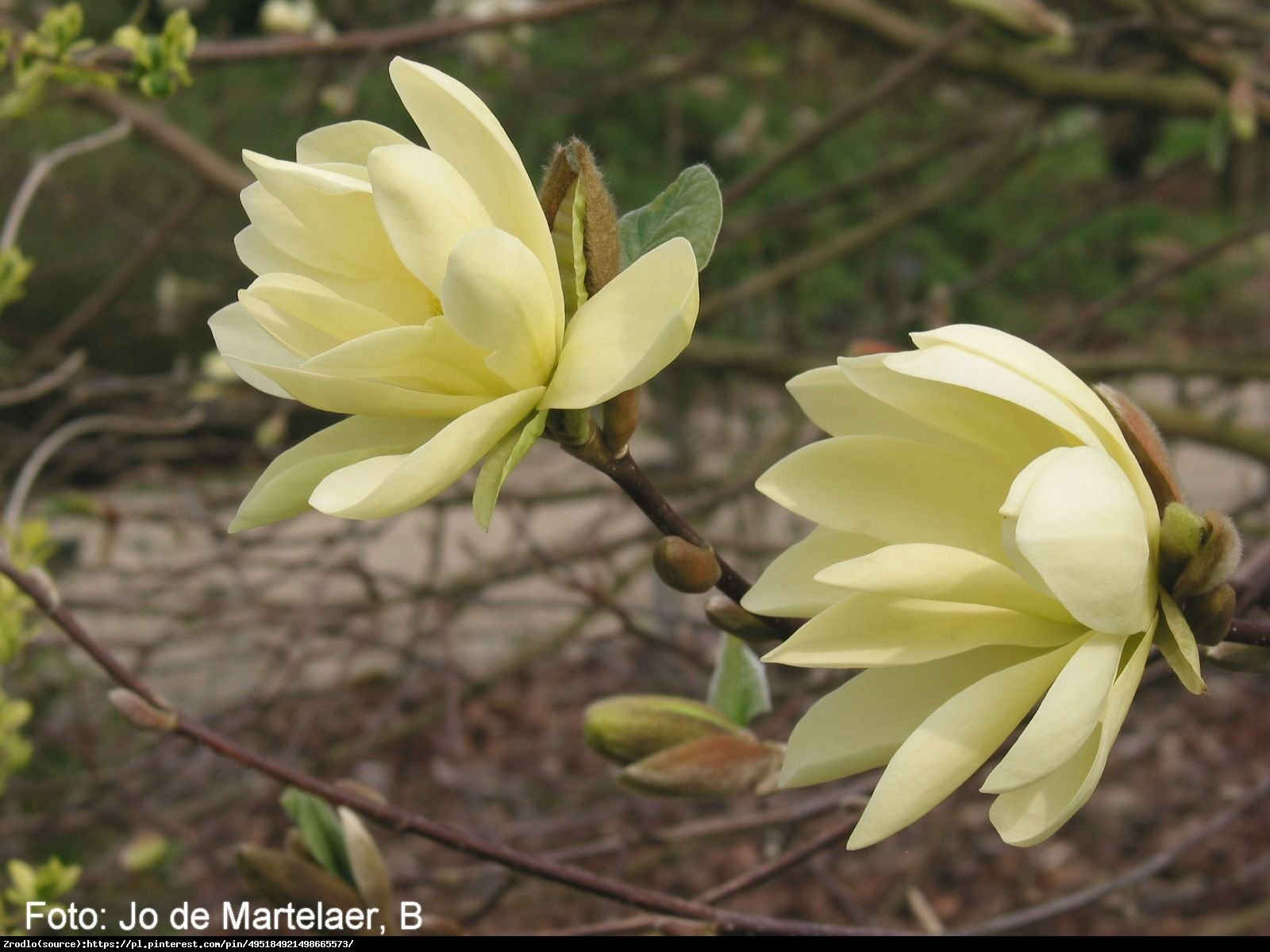 Magnolia drzewiasta - drzewo ogórkowe - Magnolia acuminata