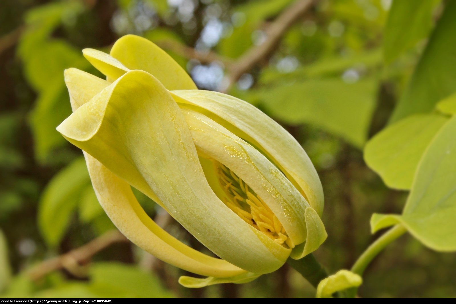 Magnolia drzewiasta - drzewo ogórkowe - Magnolia acuminata