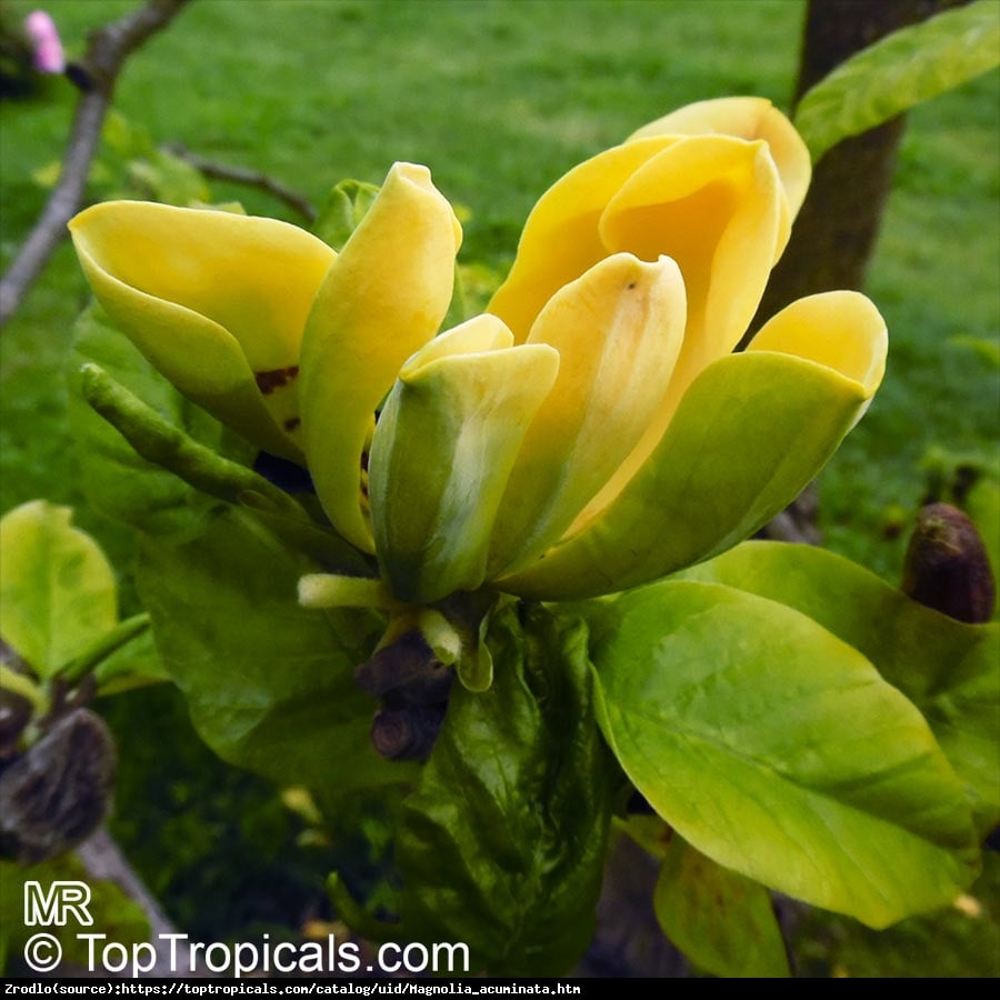 Magnolia drzewiasta - drzewo ogórkowe - Magnolia acuminata