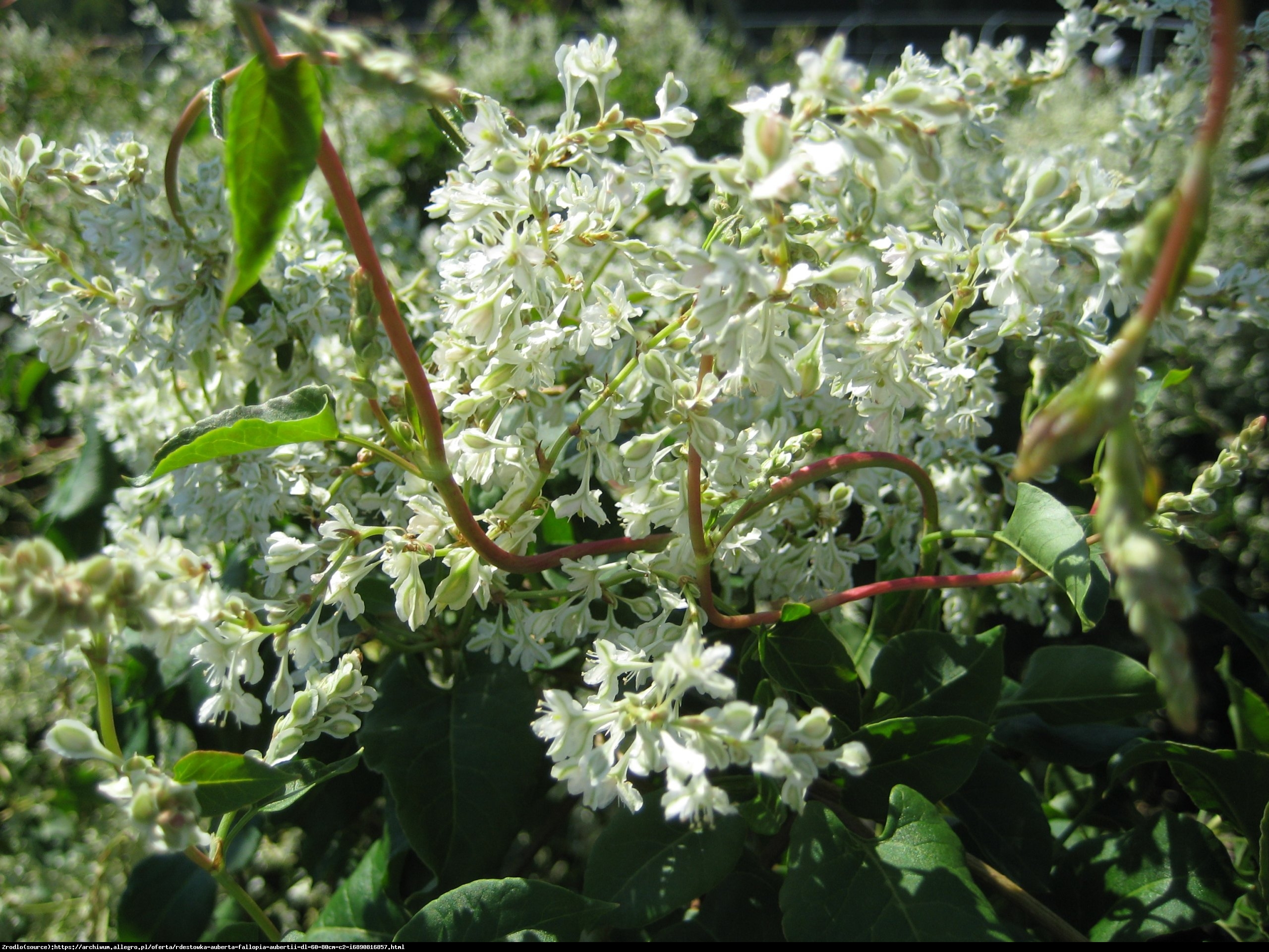 Rdest Auberta - Fallopia Aubertii