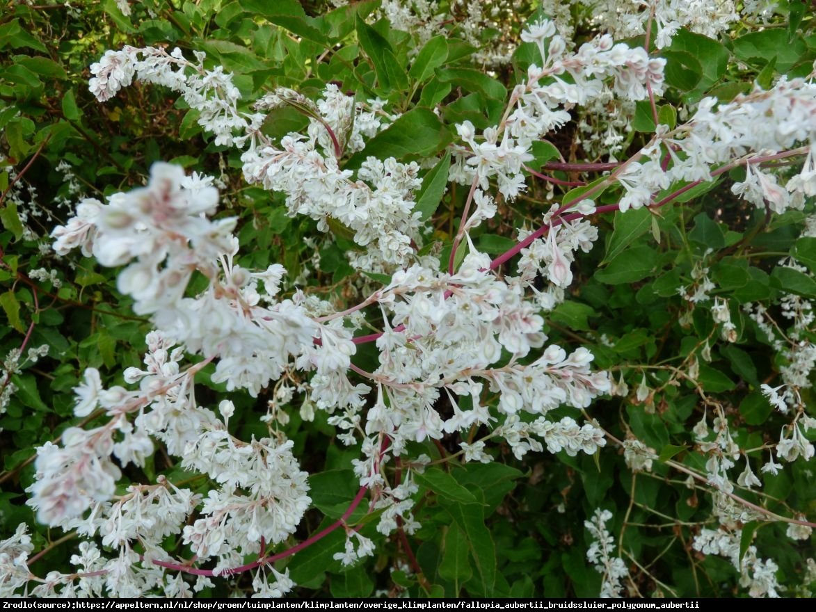 Rdest Auberta - Fallopia Aubertii