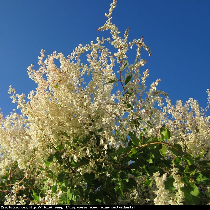 Rdest Auberta - Fallopia Aubertii