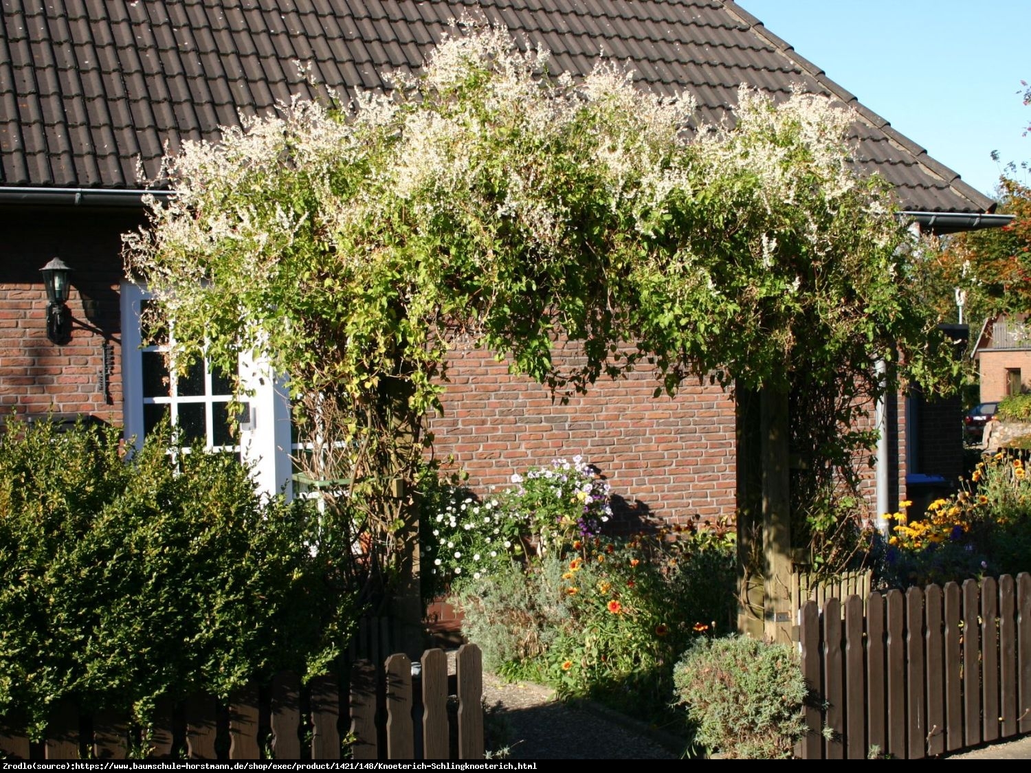 Rdest Auberta - Fallopia Aubertii