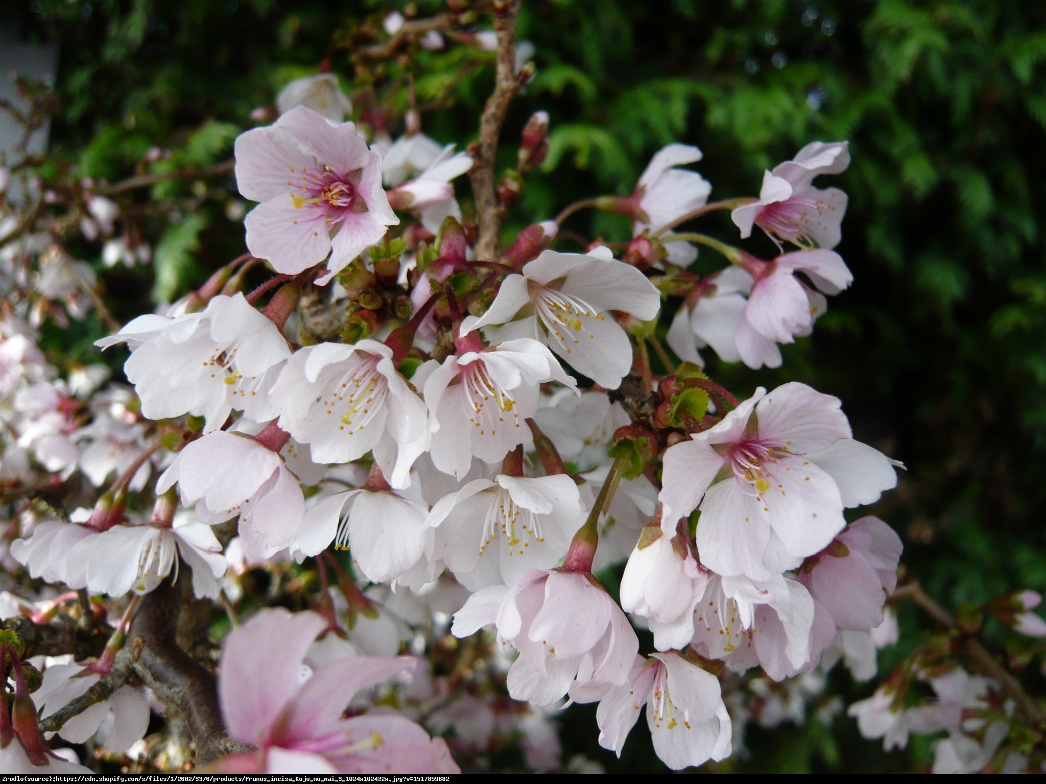 Wiśnia wczesna Kojou-no-mai - Prunus incisa  Kojou-no-mai