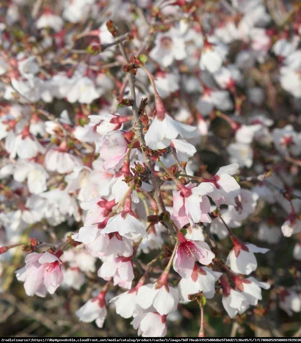 Wiśnia wczesna Kojou-no-mai - Prunus incisa  Kojou-no-mai