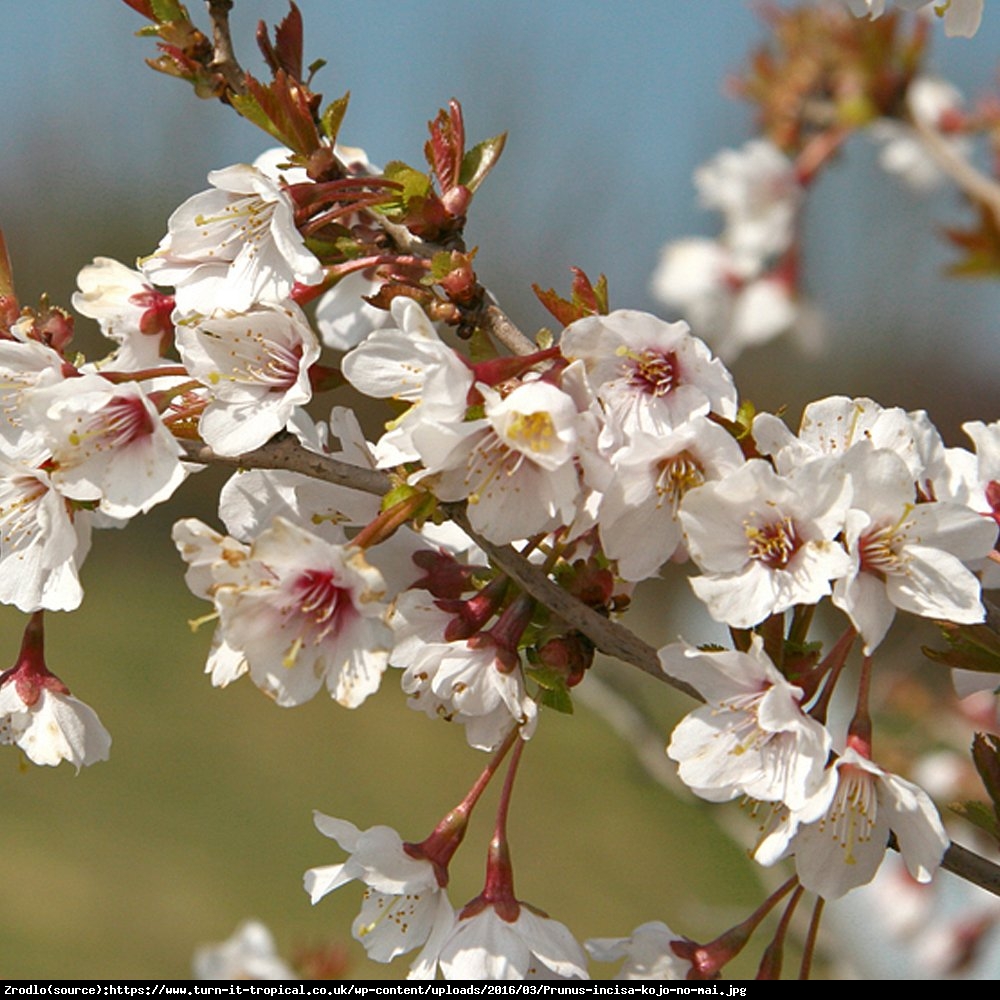 Wiśnia wczesna Kojou-no-mai - Prunus incisa  Kojou-no-mai