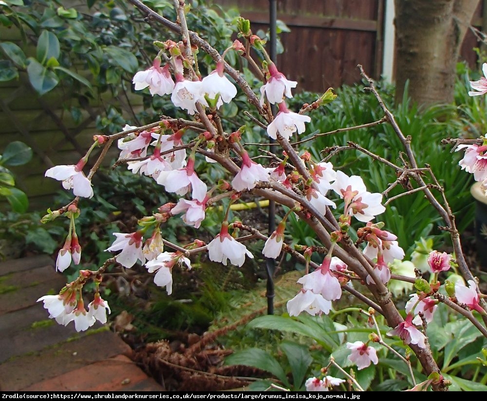 Wiśnia wczesna Kojou-no-mai - Prunus incisa  Kojou-no-mai