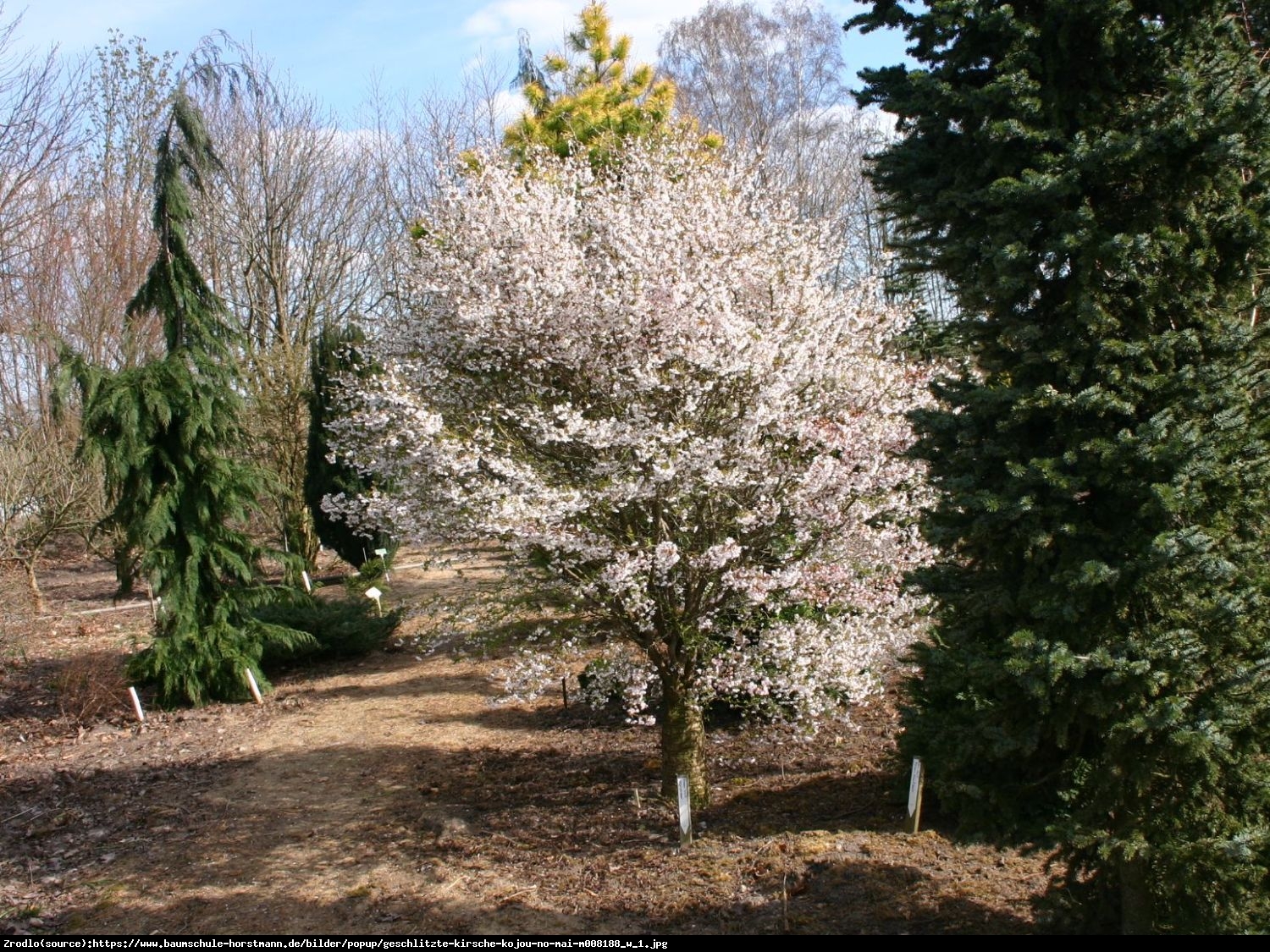 Wiśnia wczesna Kojou-no-mai - Prunus incisa  Kojou-no-mai