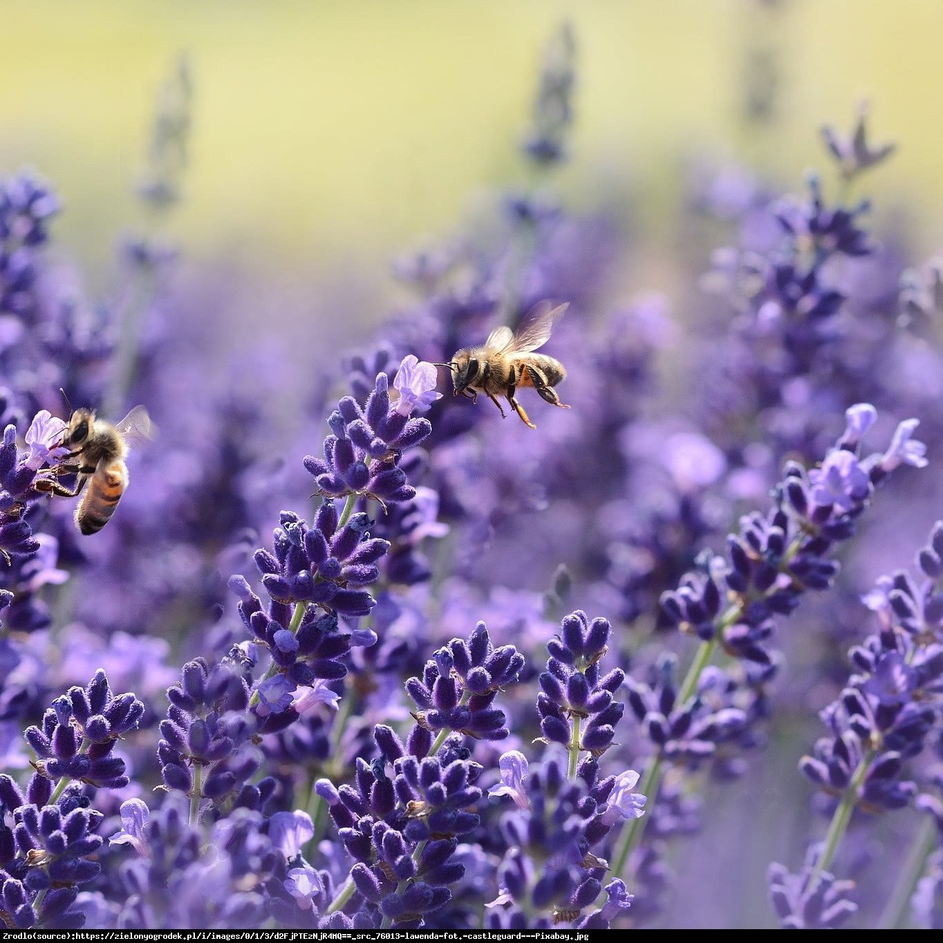 Lawenda Rosea - RÓŻOWE KWIATY - Lavandula Rosea