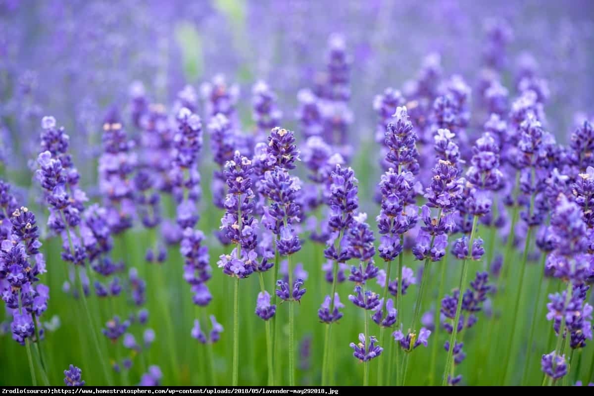 Lawenda Rosea - RÓŻOWE KWIATY - Lavandula Rosea