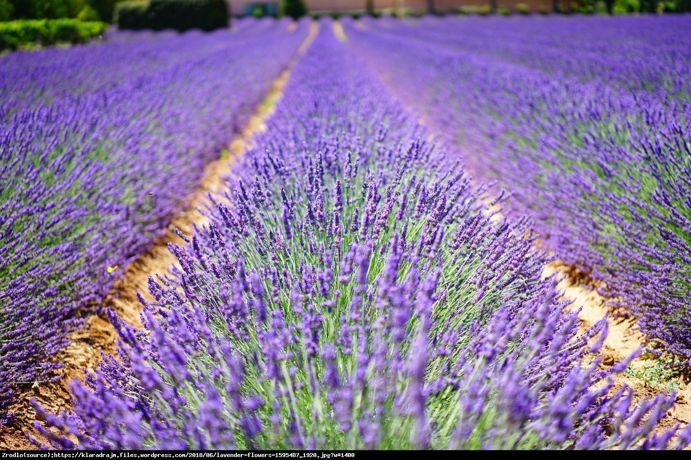 Lawenda Rosea - RÓŻOWE KWIATY - Lavandula Rosea