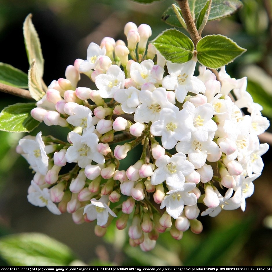 Kalina Burkwoodii- oszałamiający ZAPACH!!! - Viburnum burkwoodii